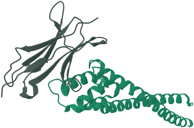 Ribbon structure of a Plasmodium immune evasion antigen